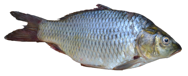Fish Free PNG Image Download 24