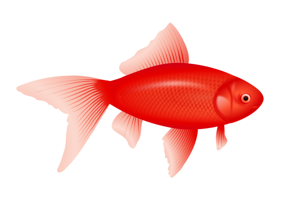 Fish Free PNG Image Download 28