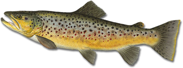 Fish Free PNG Image Download 4
