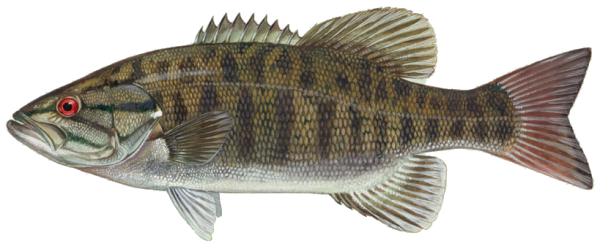 Fish Free PNG Image Download 5