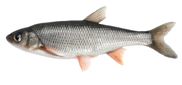 Fish Free PNG Image Download 6