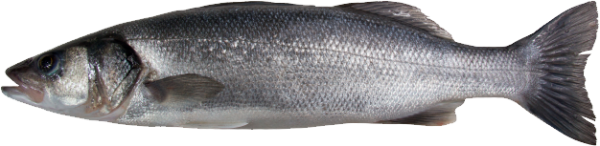 Fish Free PNG Image Download 7