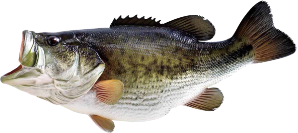 Fish Free PNG Image Download 8