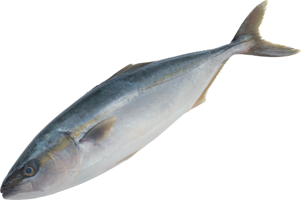 Fish Free PNG Image Download 9