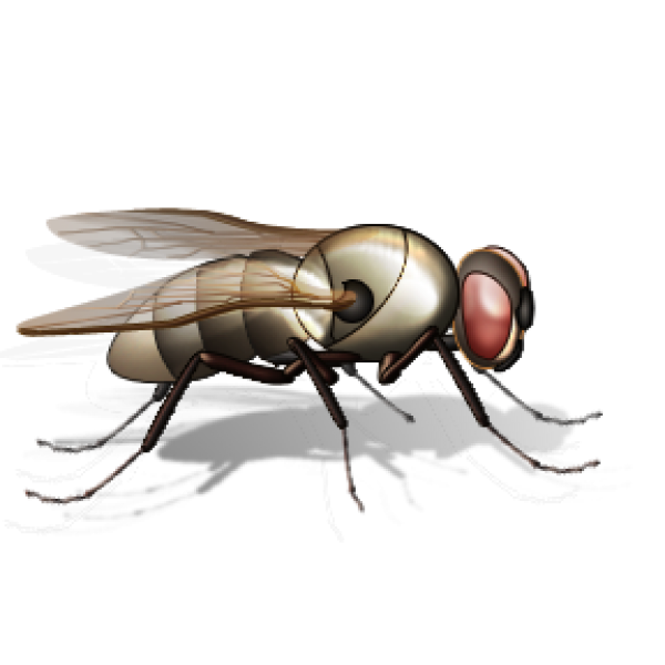 Fly Free PNG Image Download 1
