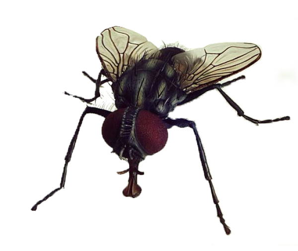 Fly Free PNG Image Download 12