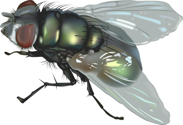 Fly Free PNG Image Download 15