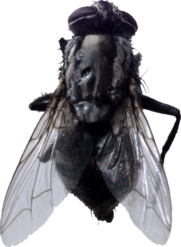 Fly Free PNG Image Download 4