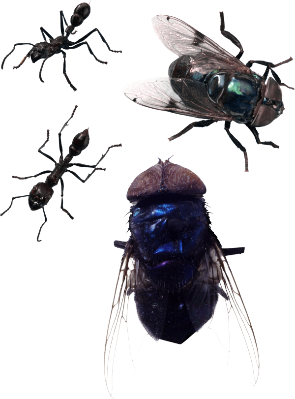 Fly Free PNG Image Download 5