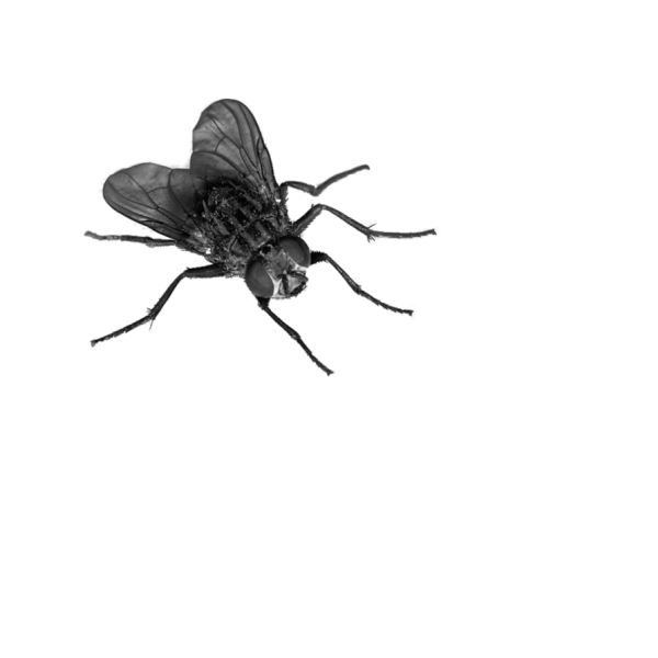 Fly Free PNG Image Download 9