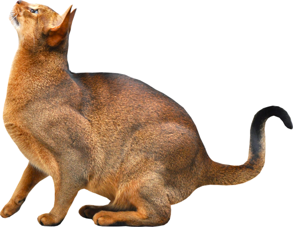 Forest Cat Png