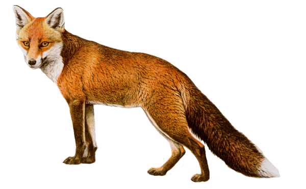 fox png download