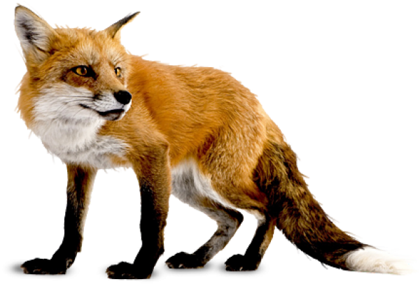 fox png