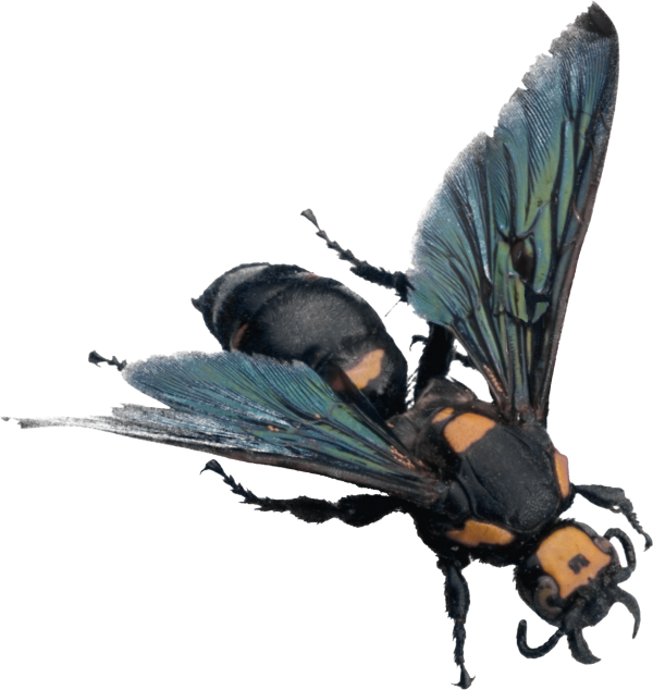 free bee png download