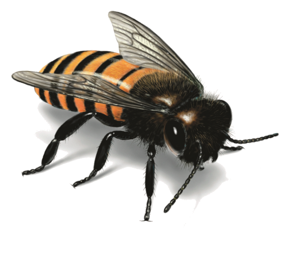 free download bee png
