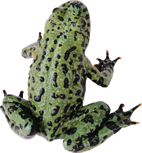 free hd frong png