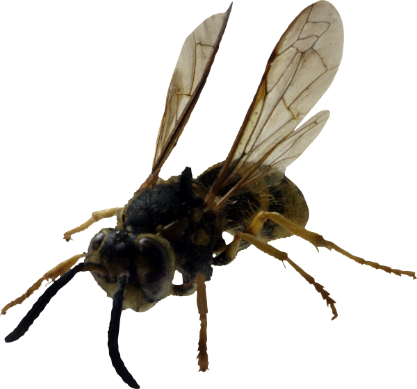 free png bee download