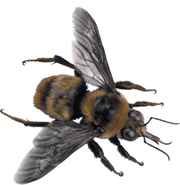 free png bee