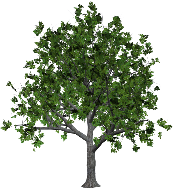 Free Tree Png