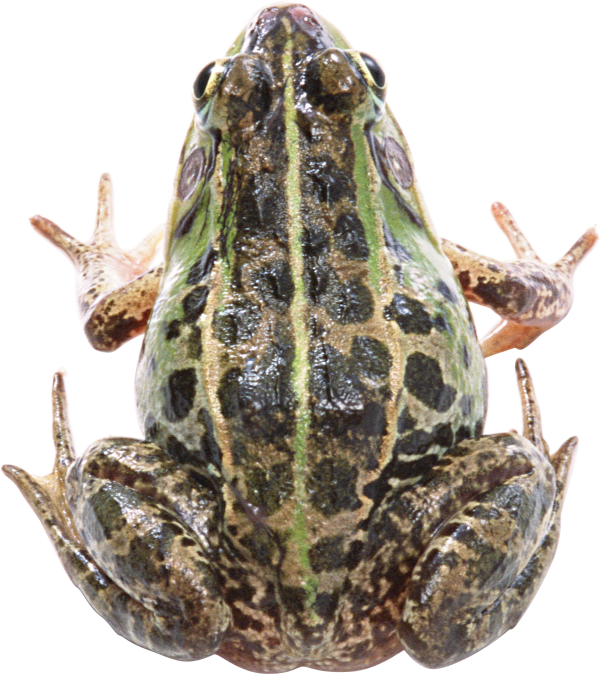 frog free download png
