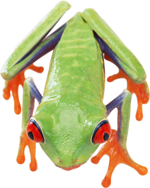 frog free png download