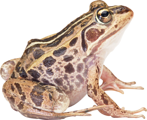 frog hd free png