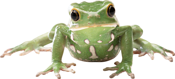 frog png download free
