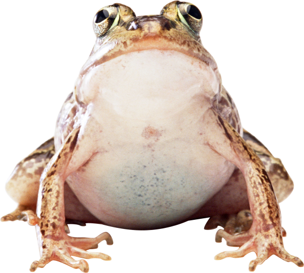 frog png free download