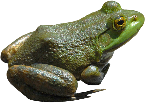 frog png free