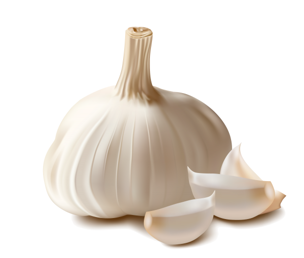 Garlic Free PNG Image Download 1
