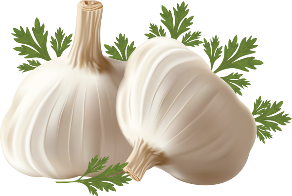Garlic Free PNG Image Download 11