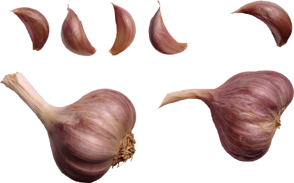 Garlic Free PNG Image Download 12