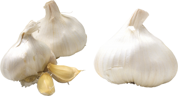Garlic Free PNG Image Download 13