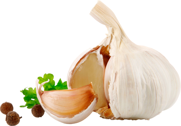 Garlic Free PNG Image Download 14