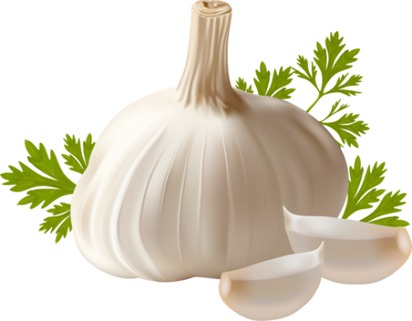 Garlic Free PNG Image Download 16