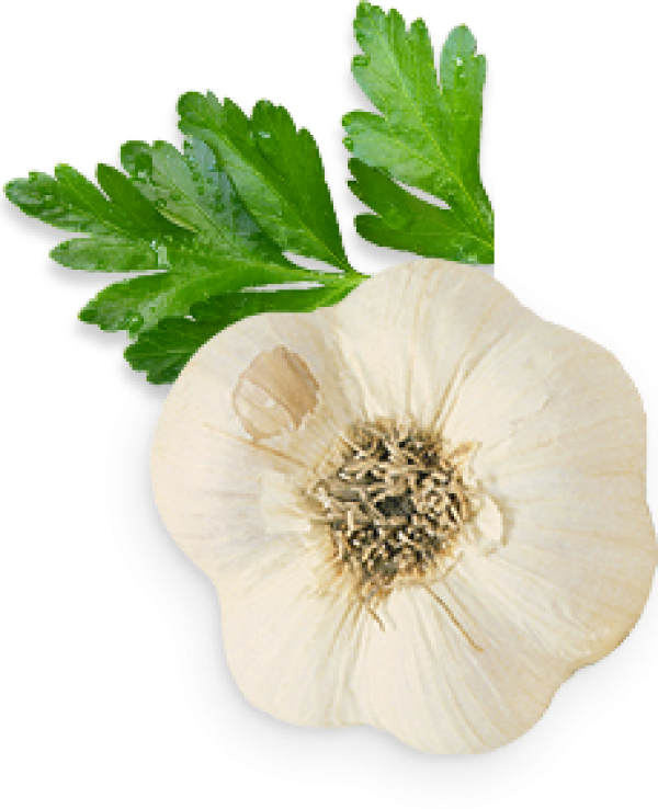 Garlic Free PNG Image Download 19
