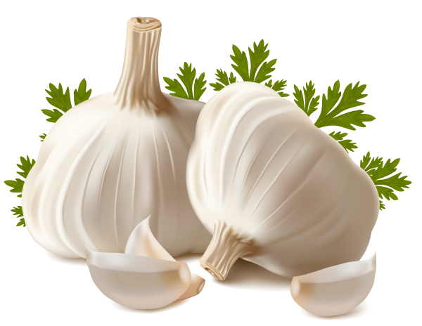 Garlic Free PNG Image Download 2