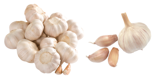 Garlic Free PNG Image Download 21