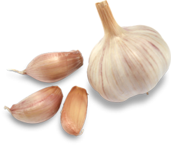 Garlic Free PNG Image Download 26