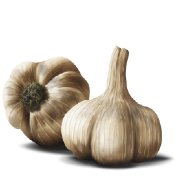 Garlic Free PNG Image Download 40