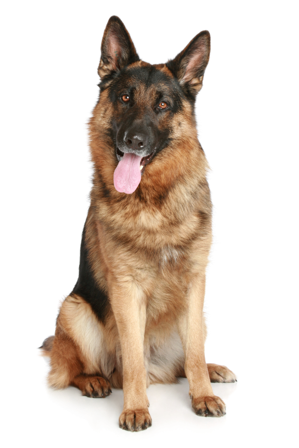 German Dog Png Image