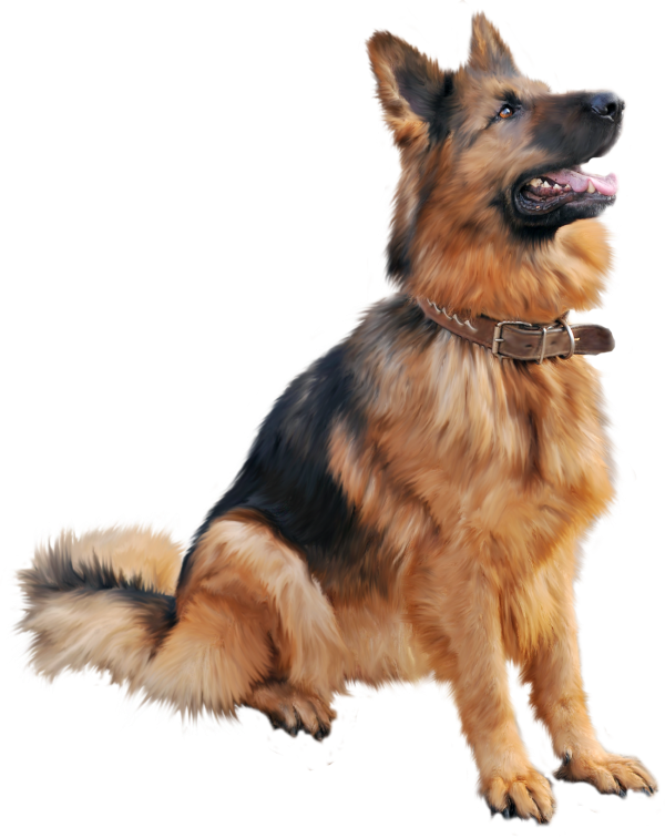 German Shephard Png