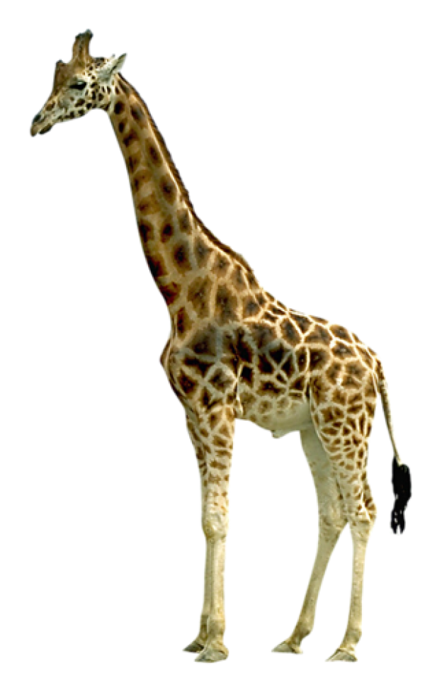 Giraffe Free PNG Image Download 2