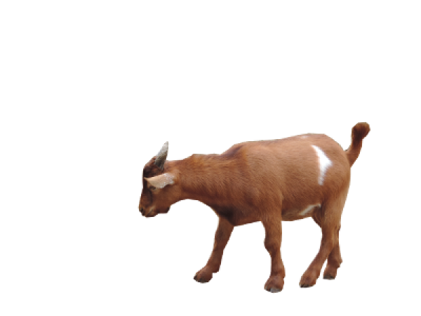Goat Free PNG Image Download 17