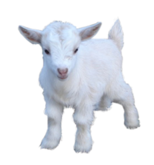 Goat Free PNG Image Download 18