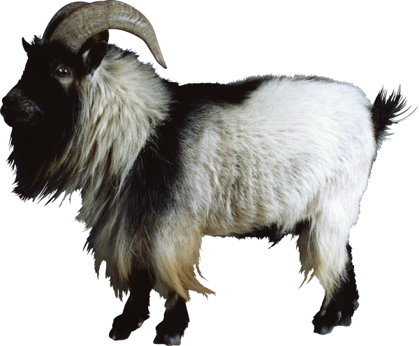 Goat Free PNG Image Download 2