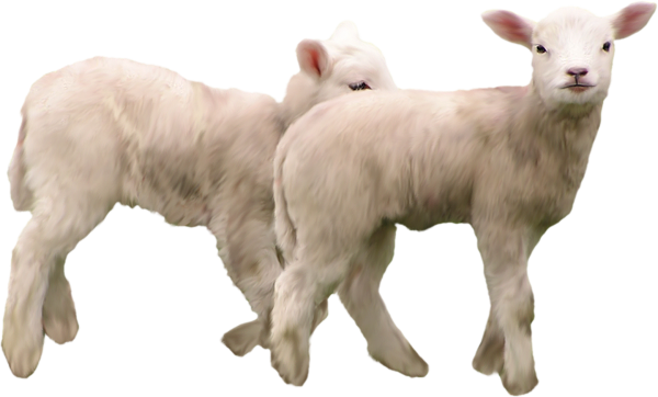 Goat Free PNG Image Download 4