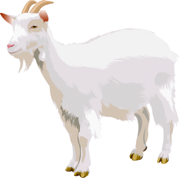 Goat Free PNG Image Download 6