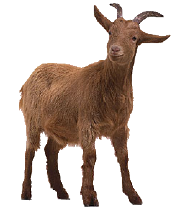 Goat Free PNG Image Download 7