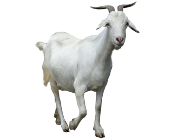 Goat Free PNG Image Download 8